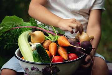 the boy holds a bowl of vegetables, harvest from the garden. harvest.
