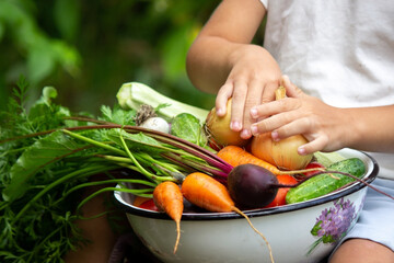 the boy holds a bowl of vegetables, harvest from the garden. harvest.