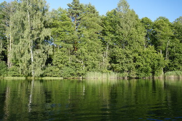 Forest lake and a hot day in late August. Thickets of coastal reeds.