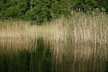 Forest lake and a hot day in late August. Thickets of coastal reeds.