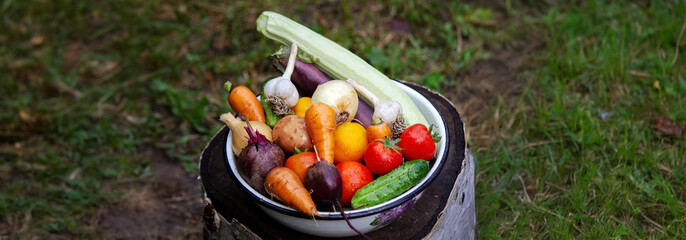 the boy holds a bowl of vegetables, harvest from the garden. harvest.