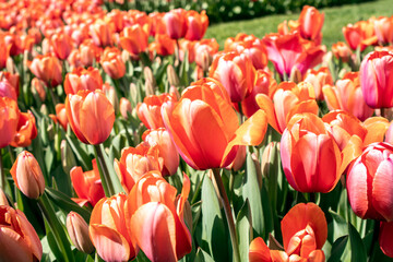field of red tulips