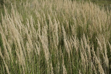 Backgrounds in nature. Ripe cereals. Grasses on the lawn. Hot summer.