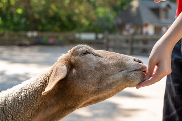 Fototapeta premium A person is feeding a sheep. The sheep is looking at the person and has its mouth open