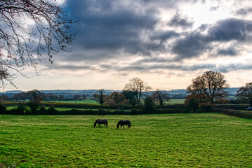 Horses in field with dark clouds