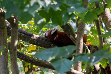 A red and white panda bear is sleeping on a tree branch. The tree is full of leaves and the sun is shining through the leaves