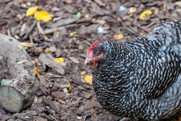 A chicken with a red beak and black and white feathers. Chicken close-up.