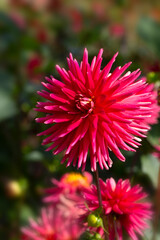 Closeup of flower sof Dahlia 'Josudi Hercules' in a garden in summer