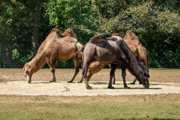 Naklejka premium Three camels are eating grass in a field. The camels are grazing on the grass and are in a natural setting