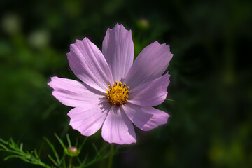 Closeup of a single lavender Cosmos bipinnatus (Unknown Variety) in a garden in summer