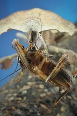 portrait close up eating Tote Blattlandentzündung ( deroplatys lobata ) with prey, 30 August 2024 Indonesia