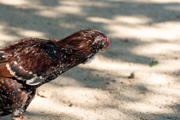 The rooster stands on the sand with his head down. The chicken is brown and white with black spots.