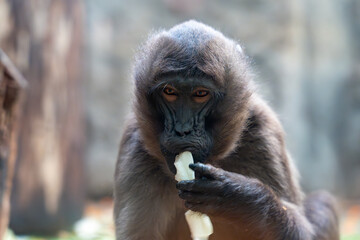The monkey eats a piece of food. The scene is peaceful and calm: the monkey is enjoying a snack.
