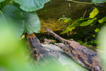 Two crocodiles are in the green forest. The scene is tense and dangerous