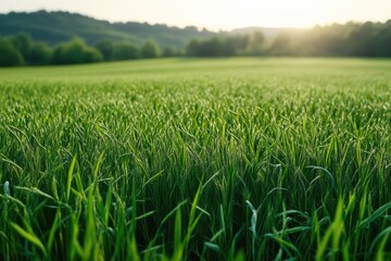 Fototapeta premium Expansive Green Grass Field Under Clear Blue Sky