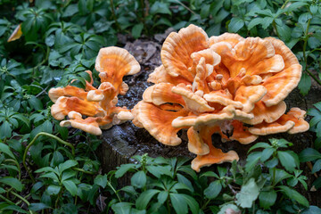 A cluster of orange mushrooms growing on a log in a lush green field. The mushrooms are large and...
