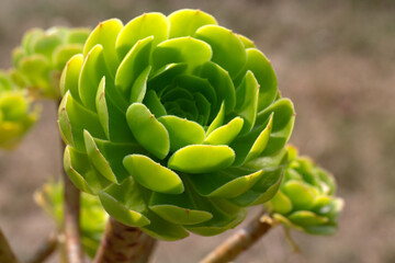 Obraz premium Closeup of Houseleek tree (Aeonium arboreum) in a garden in summer