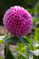 Closeup of a single flower of Dahlia 'Eye Candy' in a garden in late summer