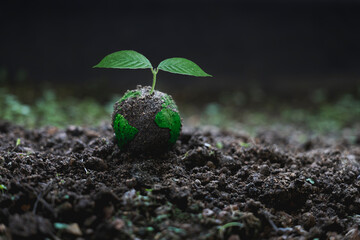 sapling is growing on the ground. sustainable environmental concept