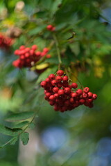 Red, ripe berries can be seen on a tree branch.