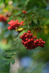 Red, ripe berries can be seen on a tree branch.