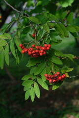 Red, ripe berries can be seen on a tree branch.