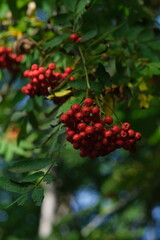 Red, ripe berries can be seen on a tree branch.