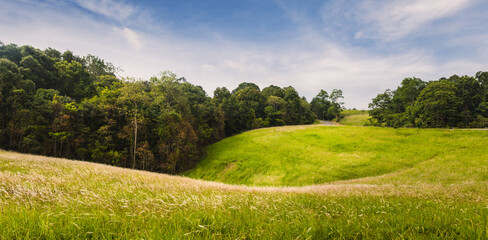 Grassland landscape on a bright day. Beautiful natural environment.