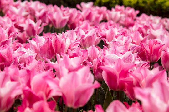 pink tulips in the garden