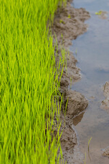 Green rice fields, still sprouts, a cereal cultivation in wet soil, East Java, Indonesia, Southeast Asia