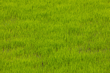 Green rice fields, still sprouts, a cereal cultivation in wet soil, East Java, Indonesia, Southeast Asia