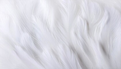 Obraz premium Elegant and pure feeling created by delicate patterned abstract white feather texture background