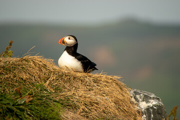 Puffin nel suo habitat sulle scogliere islandesi