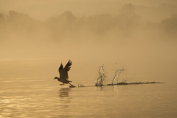 Morgenstund