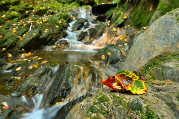 herbstlicher Bachlauf