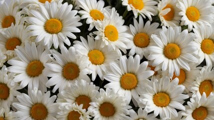 Fototapeta premium Order daisy flowers for delivery