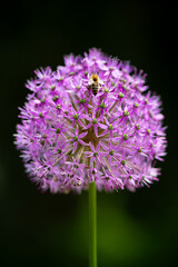 Allium or Giant onion is a beautiful flowering garden plant with big globes of intense magenta purple umbels in springtime. Symmetrical close up macro with honey bee (apis) pollinating the flowerhead.