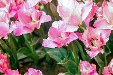 pink and white tulips