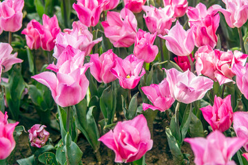 Fototapeta premium pink tulips in the garden