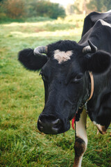 One black and white cow standing in a pasture and looks at the camera. Heart shaped mark on forehead. Symbol of love. Sign of luck and happiness. Cattle domestic animal grazing in a meadow. Vertical