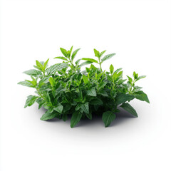 Obraz premium A fresh basil plant with vibrant green leaves isolated on a white background, perfect for culinary and herbal themes.