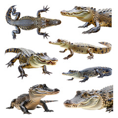 Fototapeta premium PNG crocodile element set, transparent background