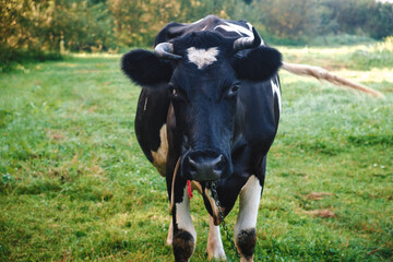 One black and white cow standing in a pasture and looks at the camera. Heart shaped mark on forehead. Symbol of love. Sign of luck and happiness. Cattle domestic animal grazing in a meadow