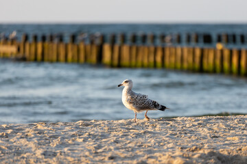 mewa spaceruje po plaży o zachodzie słońca. W tle widać falochron © Paulina