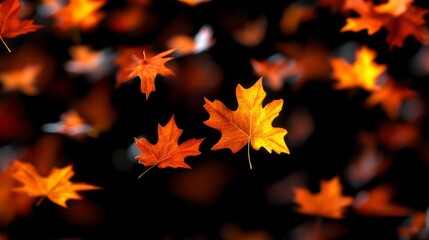 Fototapeta premium Seasonal Wallpaper with Falling Autumn Leaves. Natural Banner.