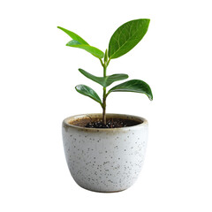 A small green plant with vibrant leaves grows in speckled white pot, symbolizing freshness and vitality. 
