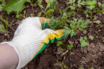 Manual weed removal. Gardener in gardening gloves