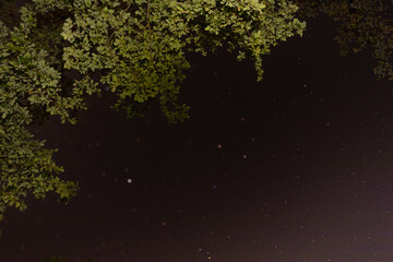 A captivating view of the night sky framed by lush green tree branches. The contrast between the dark sky and vibrant foliage highlights the natural beauty of a forest under the stars.