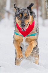 Photo of a young german shepherd wearing a red bandanna running through the fluffy snow.