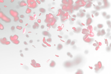 A lot of falling Pink Sakura petals transparent overlay, Transparent Overlay of Pink Sakura Petals for Elegant Visuals